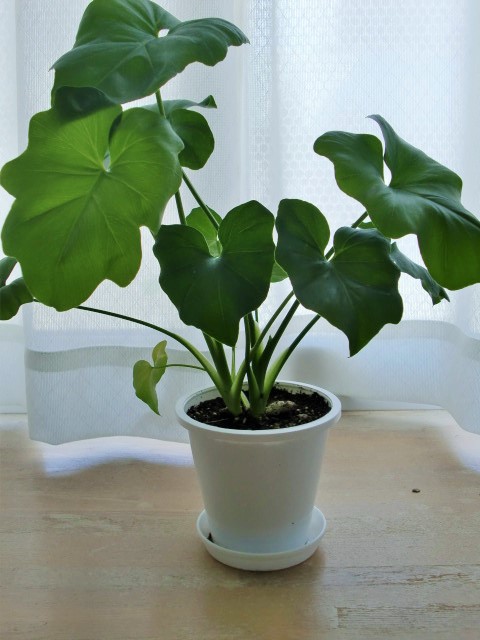 観葉植物
